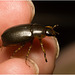 IMG 6650 Beetle