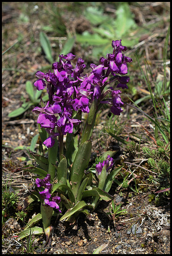 Orchis morio- Orchis bouffon (2)