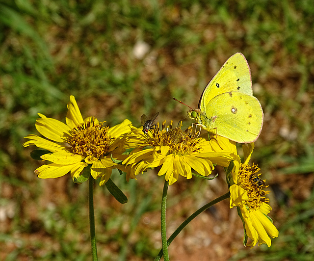 Today... we were given a few hours peace ... Cloudless Sulphur (Phoebis sennae) and a Fly and a Sweat Bee on False Sunflowers