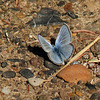 Small Blue sp.