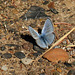 Small Blue sp.