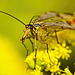 Die Skorpionfliege auf der Goldrute :))  The scorpion fly on goldenrod :))  La mouche scorpion sur la verge d'or :))