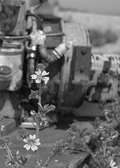 Rusty engine on the beach, with flowers