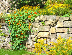 Mauer mit Blüten - muro kun floroj