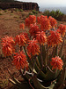 Aloe flowers - near the Erar Community Guesthouse