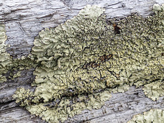 Lichen from the Whaleback hills