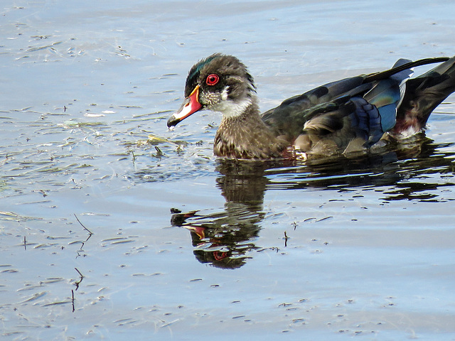 Wood Duck male / Aix sponsa