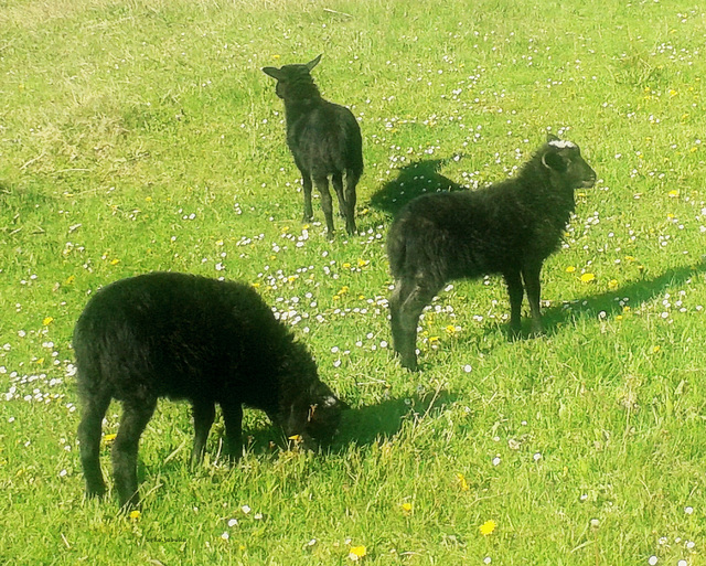 Three black lambs