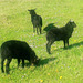 Three black lambs