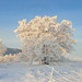 Frozen trees - frozen landscape