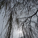 Trees Looking Up 1