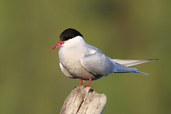 Arctic tern (Explored)