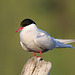 Arctic tern (Explored)