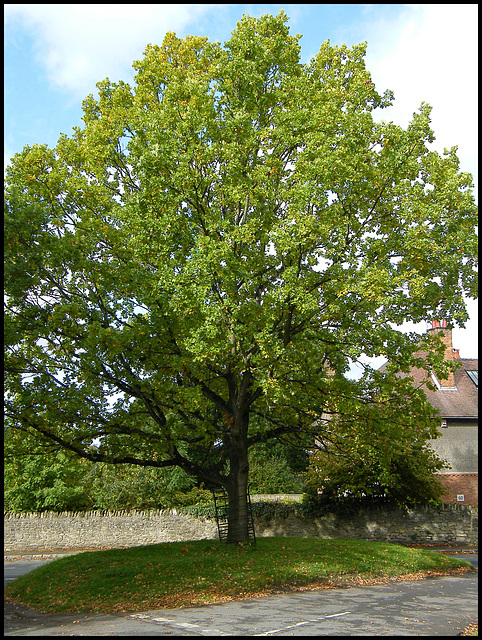 village oak