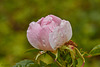 Rainy wild rose