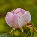 Rainy wild rose