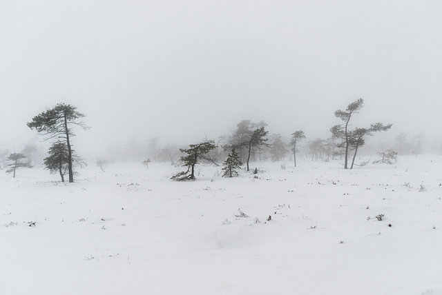 Nebel im Moor - 20150101