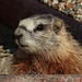 Young Yellow-bellied Marmot