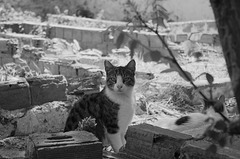 Cat amongst the ruins