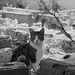 Cat amongst the ruins