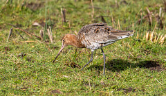 Blaclk tailed godwit