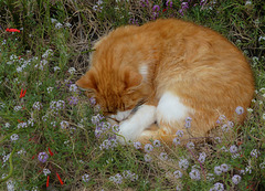 Dormir dans les fleurs