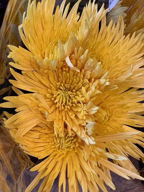 bouquet at Costco