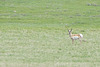 a pronghorn staring