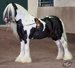 65/366: Gorgeous Gypsy Cob Stallion