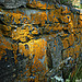 Golden Lichen; Remnant of Lower Battery Retaining Wall