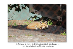 A fox and a box - Newhaven - 6.7.2015