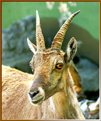 Jung- Steinbock (Capra ibex). ©UdoSm