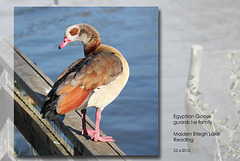 Egyptian Goose - Maiden Erlegh Lake - Reading - 22.4.2015