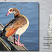 Egyptian Goose - Maiden Erlegh Lake - Reading - 22.4.2015