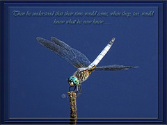 Blue dasher (Pachydiplax longipennis) 'Endings' ~ for the Poetography Group