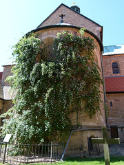 1000-jähriger Rosenstock im Hildesheimer Domhof