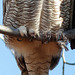 Talons of a Great Horned Owl