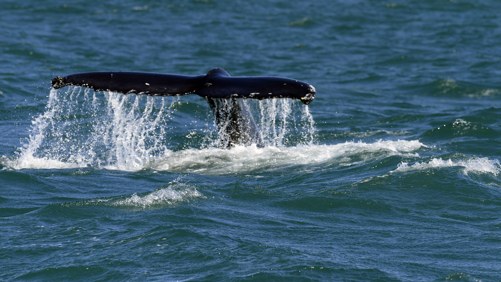 Humpback whale, Skjálfandi