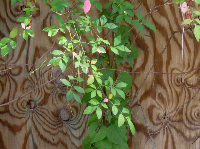 Euonymus forming a natural design