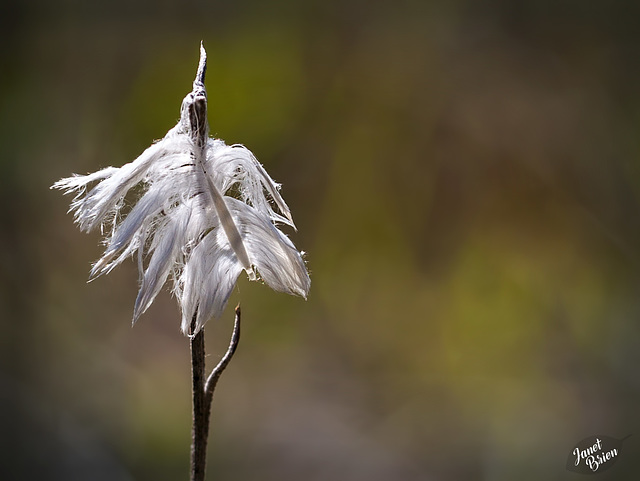 Pictures for Pam, Day 83: Lovely Feather