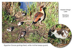Egyptian Goose goslings - Maiden Erlegh Lake - Reading - 22.4.2015