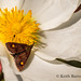 Mint Moth on flower