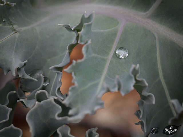 346/366: Crystal Droplet on Leaf