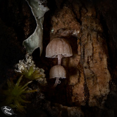 Pictures for Pam, Day 116: Micro Mushroom Pair in Cave
