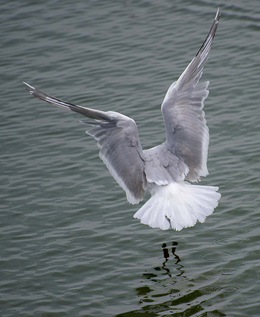 Gull landing (3)