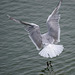 Gull landing (3)