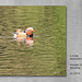 Male Mandarin Duck  - Maiden Erlegh Lake - Reading - 22.4.2015