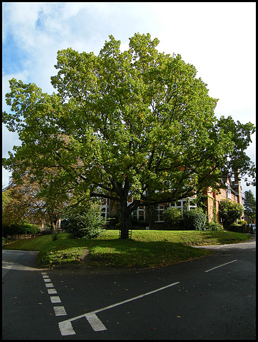 The Tree at Tree Lane
