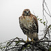 Day 1, Red-tailed Hawk / Buteo jamaicensis, southern Texas