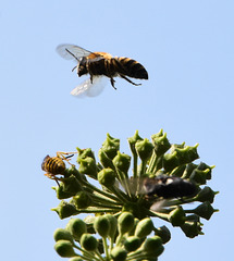 Wespe und Biene